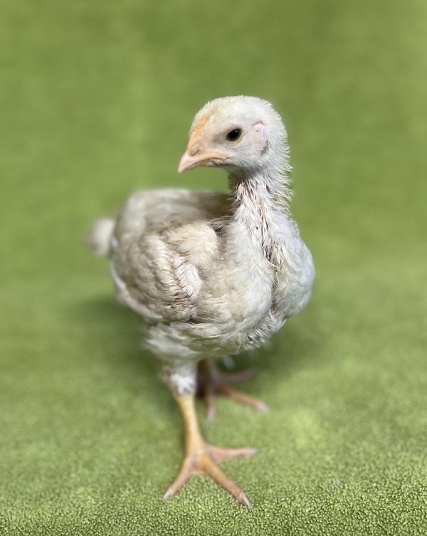 Enlarge Chickie, a Adoptable mixed breed in Monterey, CA image 3/6