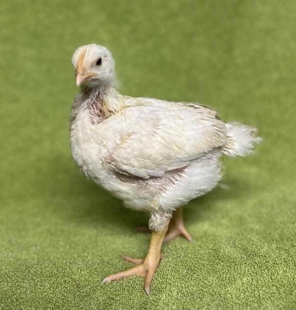 Enlarge Chickie, a Adoptable mixed breed in Monterey, CA image 4/6