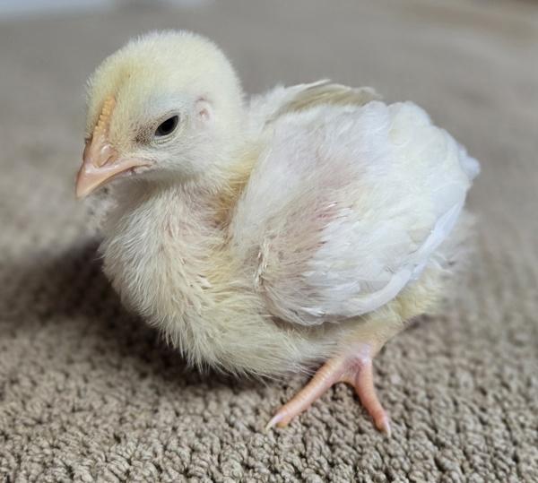 Enlarge Chickie, a Adoptable mixed breed in Monterey, CA image 5/6