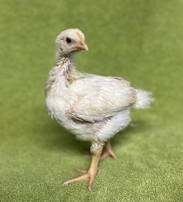 Enlarge Chickie, a Adoptable mixed breed in Monterey, CA image 6/6