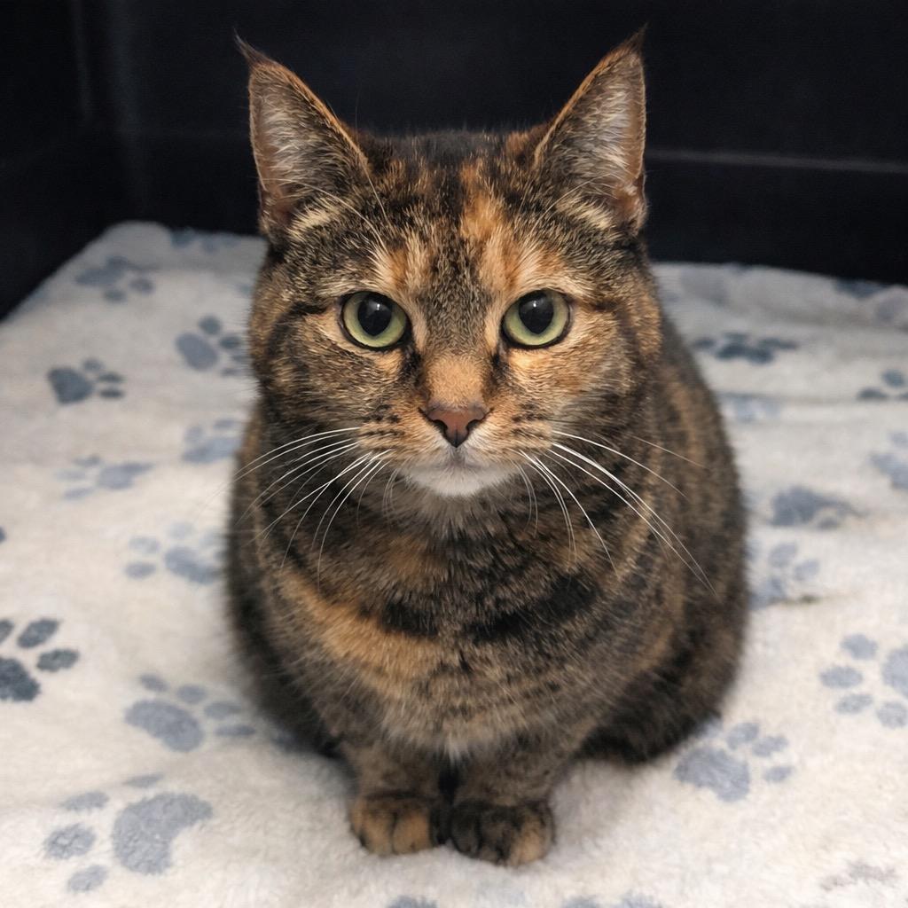 Melinda, Adoptable, Adult Female Domestic Short Hair.