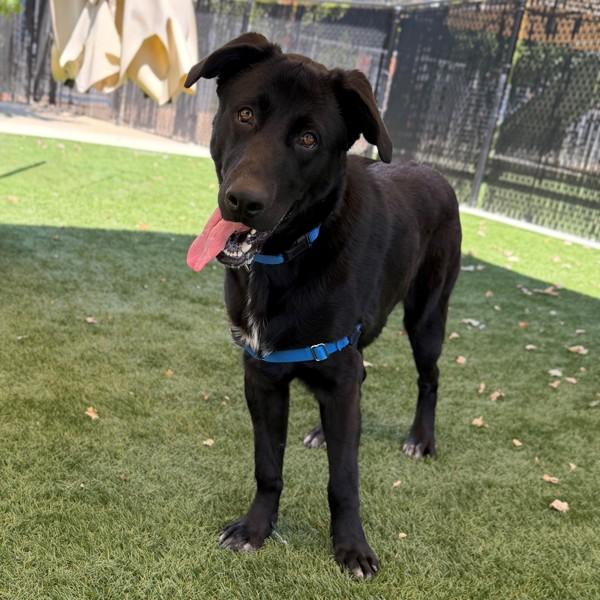 Enlarge Laser, a Adoptable mixed breed in Walnut Creek, CA image 2/2