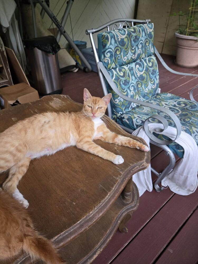 Blondie AP, Adoptable, Adult Female Domestic Short Hair.