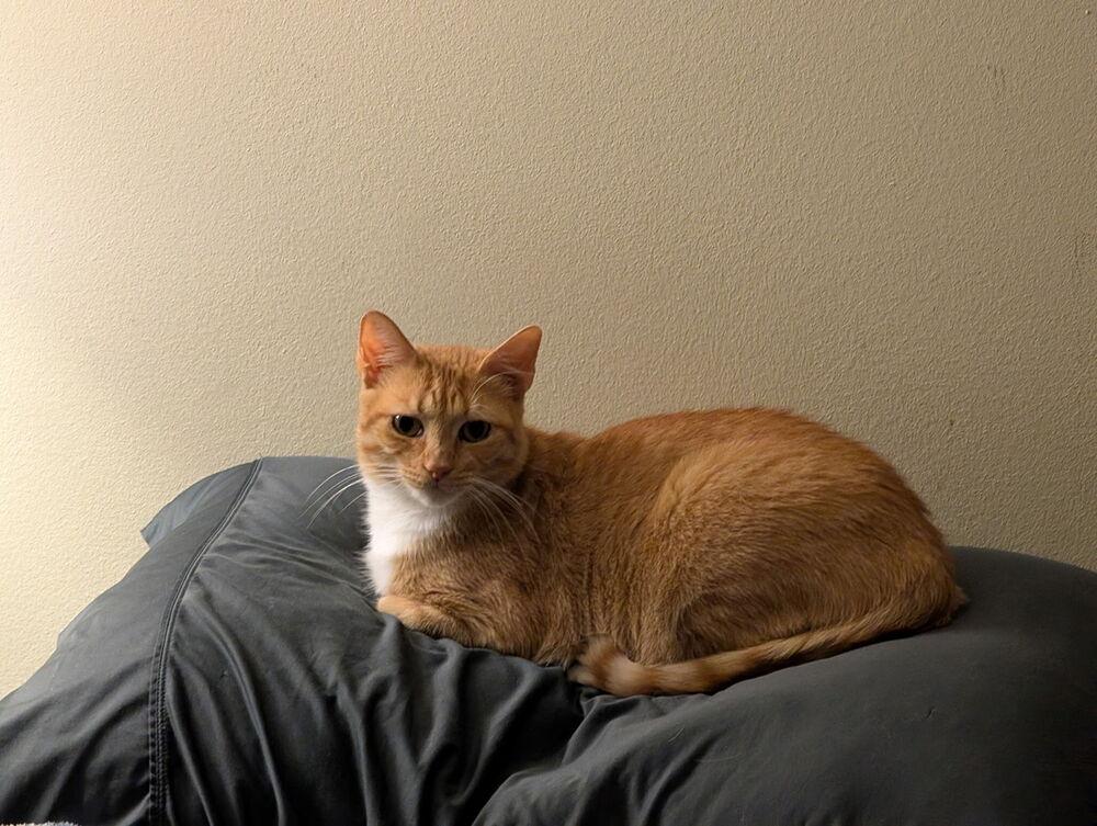 Enlarge Blondie AP, a Adoptable Domestic Short Hair in Greenville, SC image 2/2
