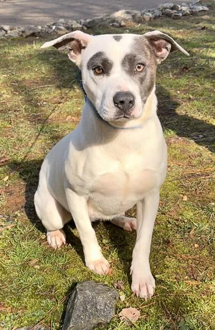 Honey Suckle , ADOPTABLE, Adult Female Pit Bull Terrier.
