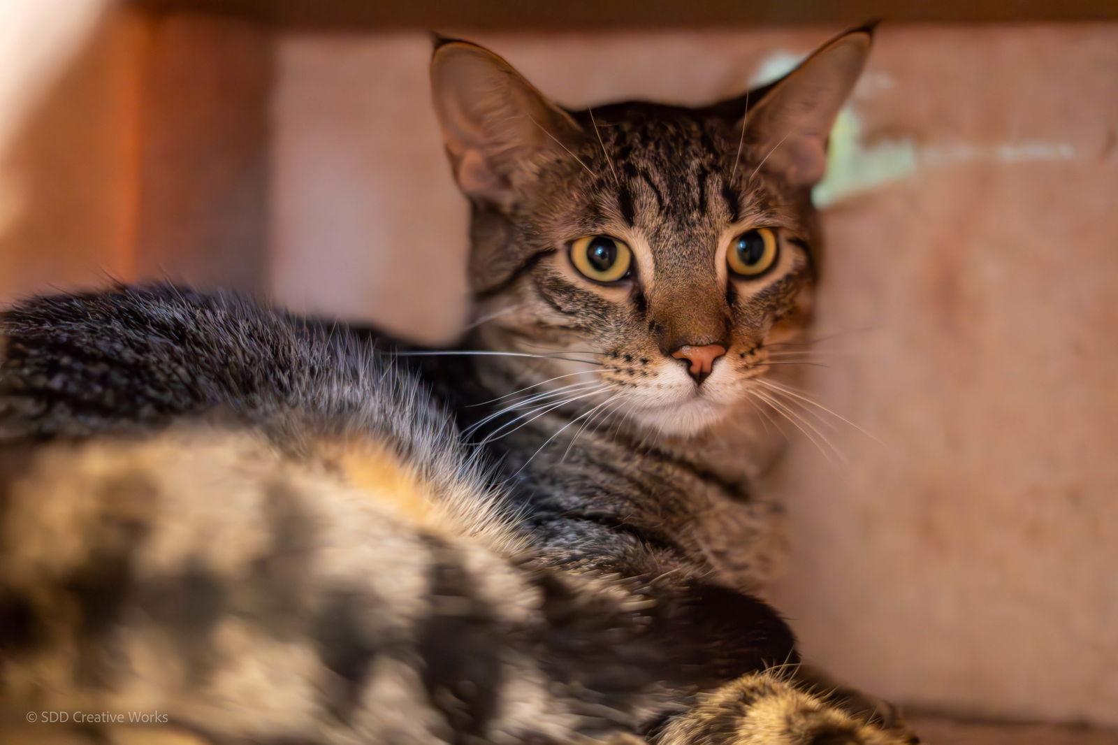 Enlarge Tom, a Adoptable Domestic Short Hair in Maywood, IL image 1/1
