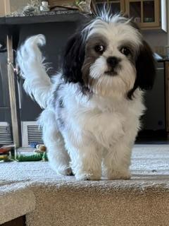 Enlarge ZOEY, a ADOPTABLE mixed breed in Eden Prairie, MN image 1/1