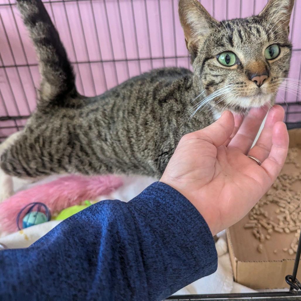 Enlarge Spritz (Scarecrow), a Adoptable Domestic Short Hair in Branson, MO image 2/6