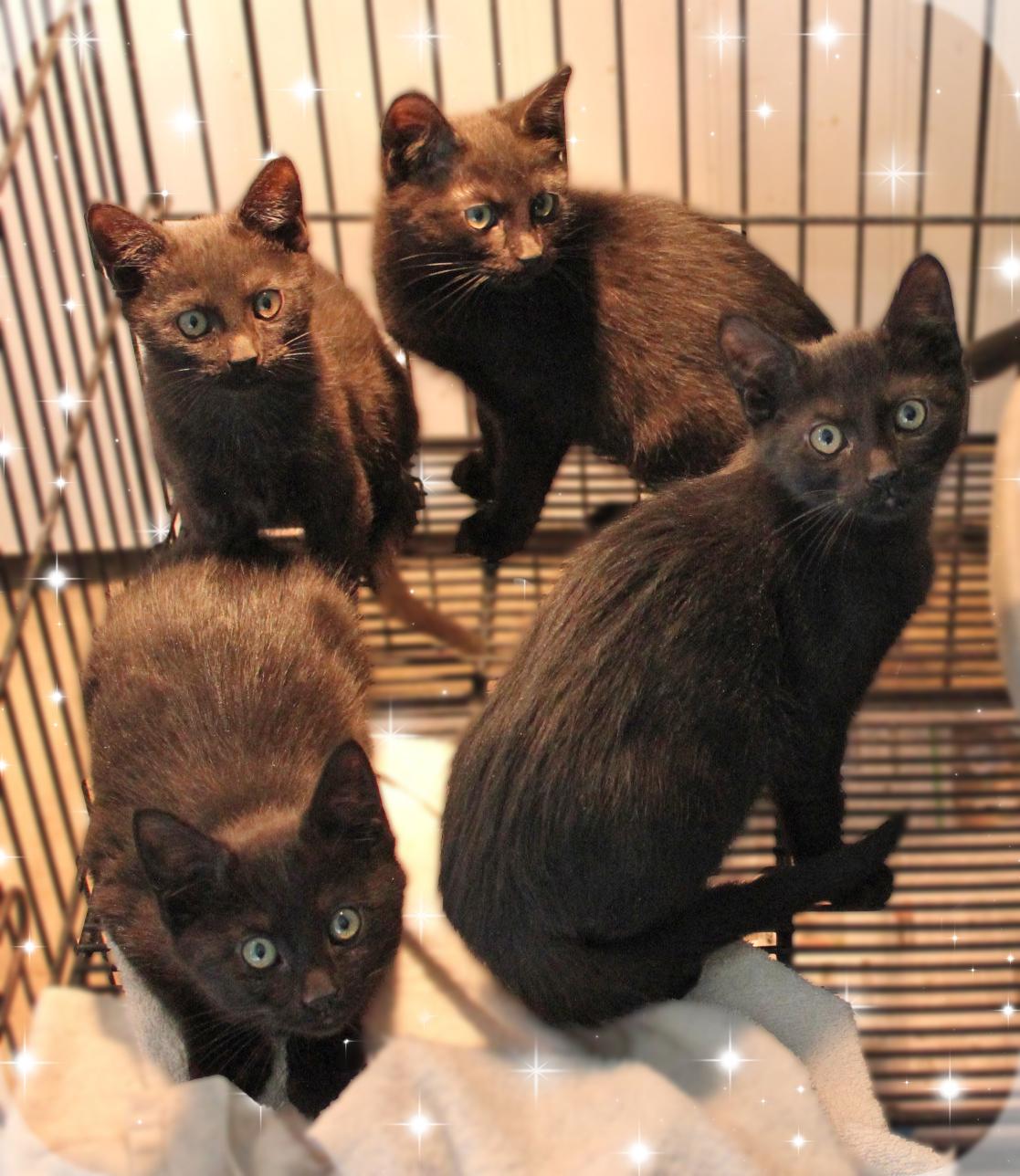 Enlarge Nicki,Janet J,Cardi B,Beyounce, a ADOPTABLE Domestic Short Hair in Amelia, OH image 2/2