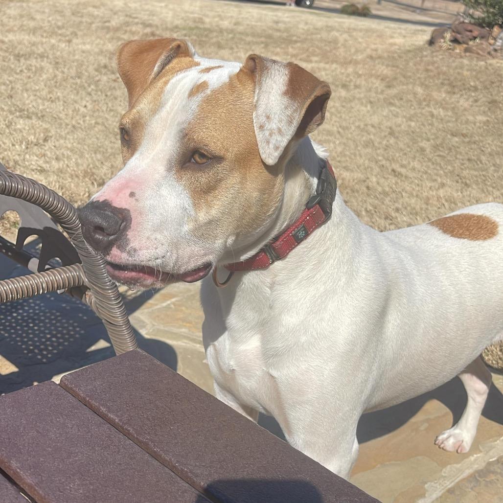 Enlarge Dodger II, a Adoptable mixed breed in Mount Pleasant, TX image 1/6