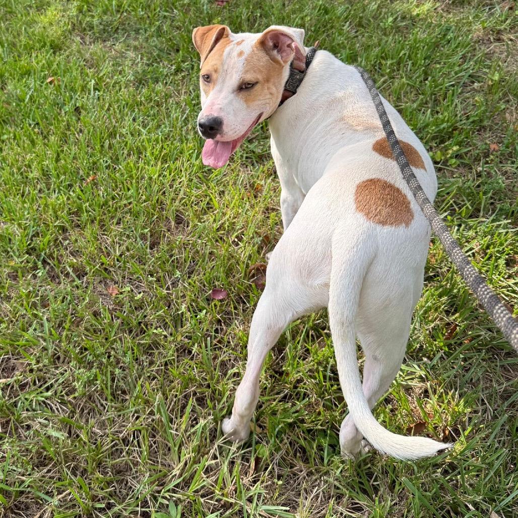 Enlarge Dodger II, a Adoptable mixed breed in Mount Pleasant, TX image 3/6