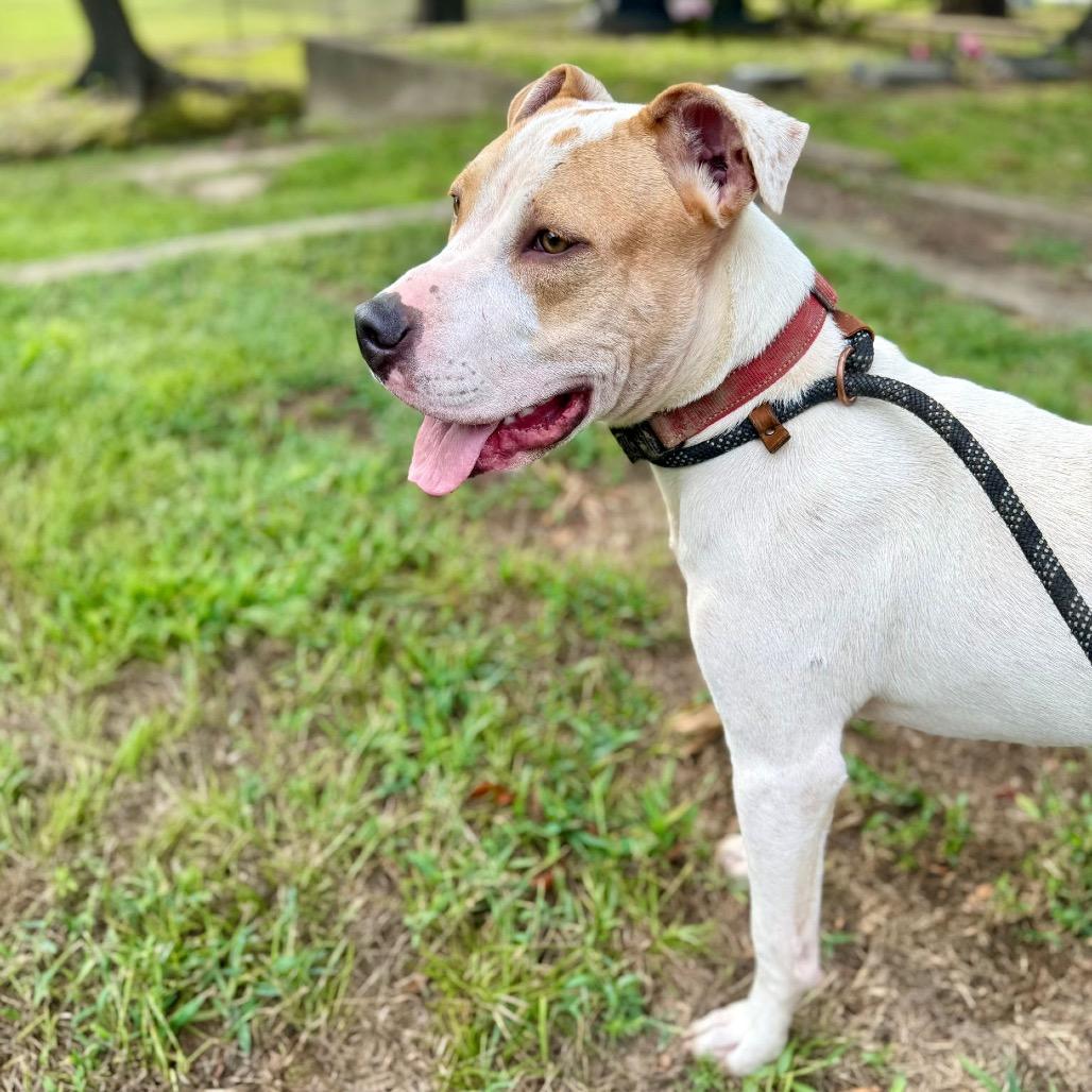 Enlarge Dodger II, a Adoptable mixed breed in Mount Pleasant, TX image 5/6