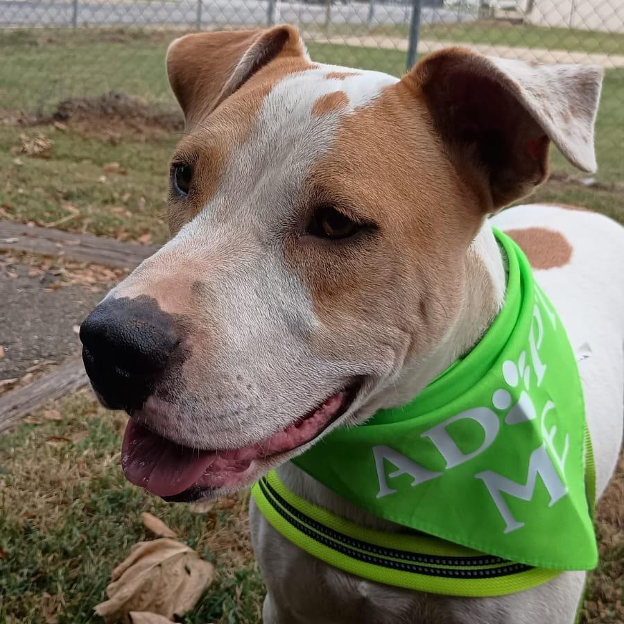 Enlarge Dodger II, a Adoptable mixed breed in Mount Pleasant, TX image 5/6