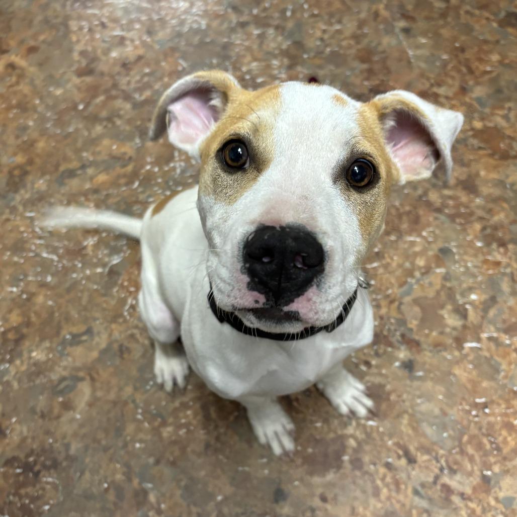 Enlarge Dodger II, a Adoptable mixed breed in Mount Pleasant, TX image 6/6