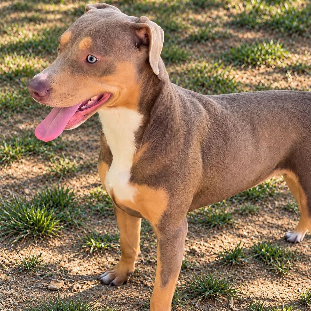 Enlarge Tulsi, a Adoptable mixed breed in Granby, CT image 4/6