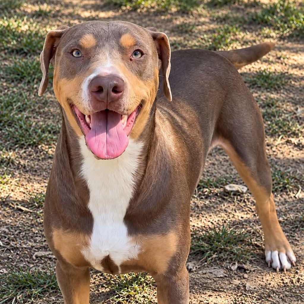 Enlarge Tulsi, a Adoptable mixed breed in Granby, CT image 1/6