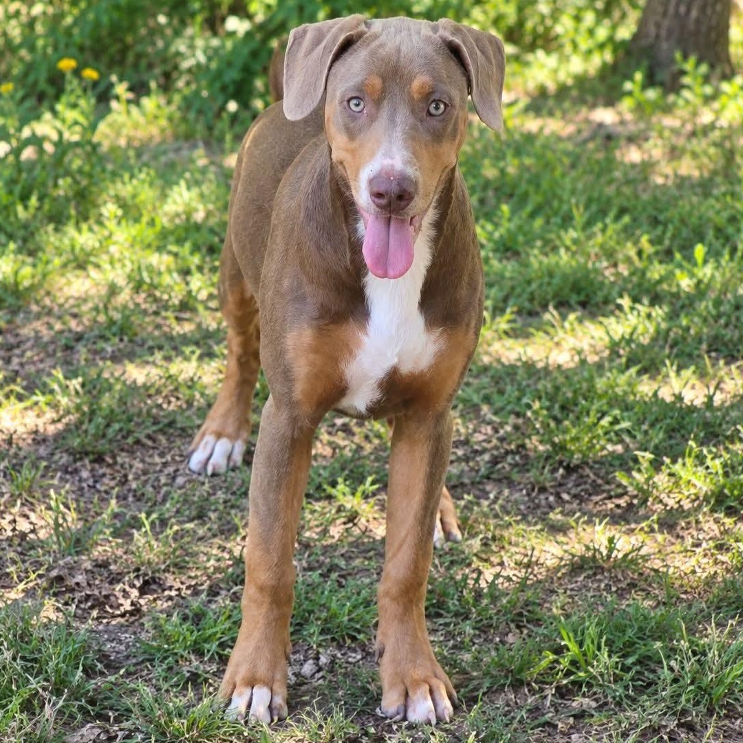Enlarge Tulsi, a Adoptable mixed breed in Granby, CT image 2/6