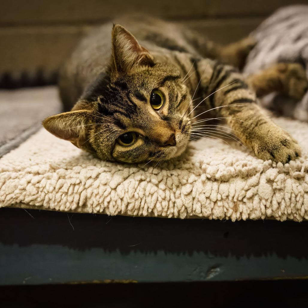 Mabel, Adoptable, Adult Female Domestic Short Hair.