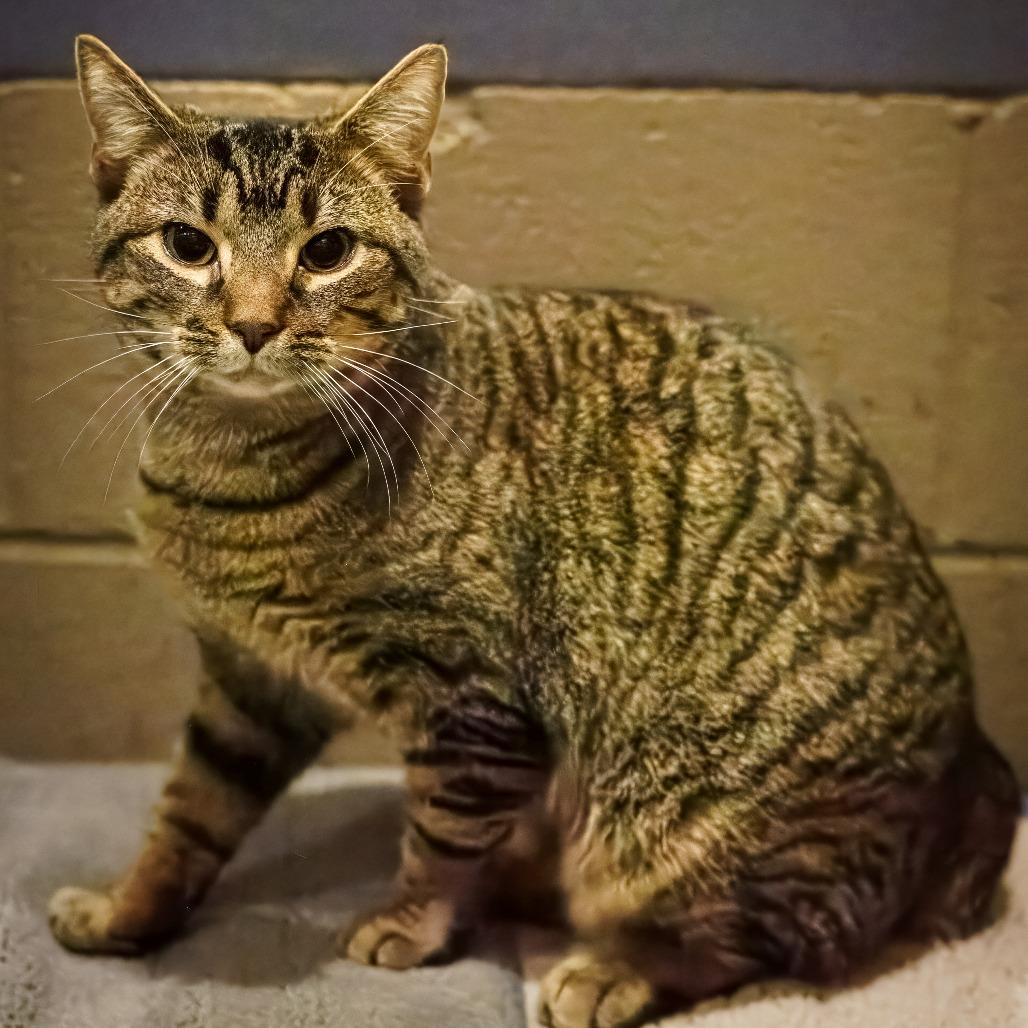 Enlarge Mabel, a Adoptable Domestic Short Hair in Versailles, KY image 2/6