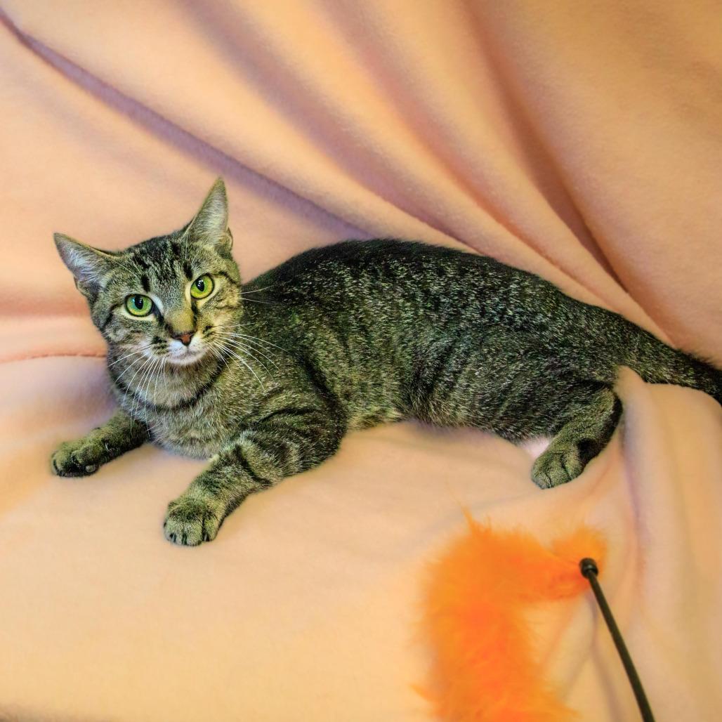 Enlarge Mabel, a Adoptable Domestic Short Hair in Versailles, KY image 3/6