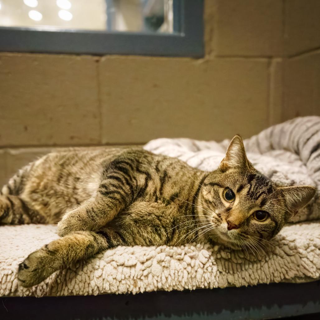 Enlarge Mabel, a Adoptable Domestic Short Hair in Versailles, KY image 4/6