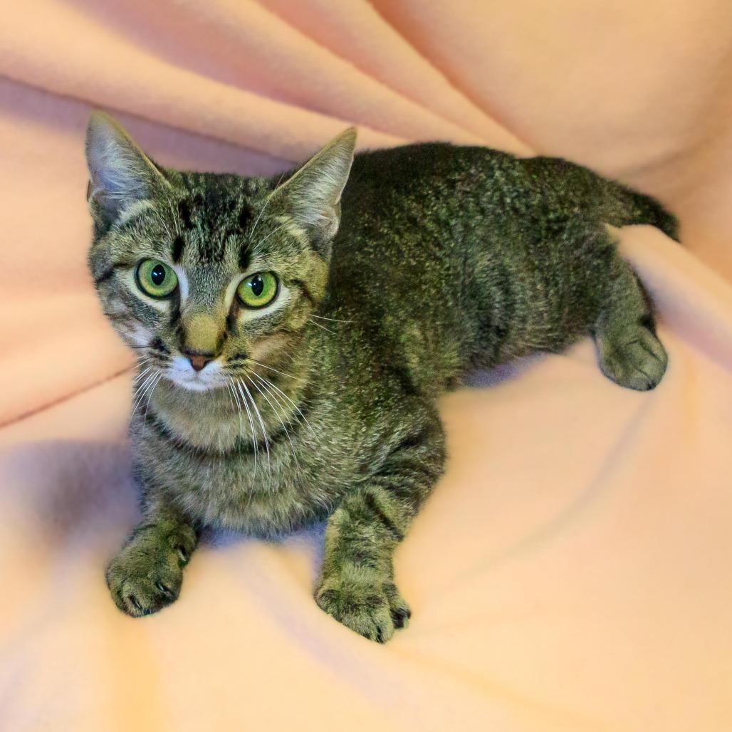 Enlarge Mabel, a Adoptable Domestic Short Hair in Versailles, KY image 5/6