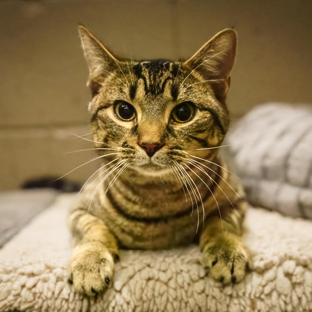 Enlarge Mabel, a Adoptable Domestic Short Hair in Versailles, KY image 6/6