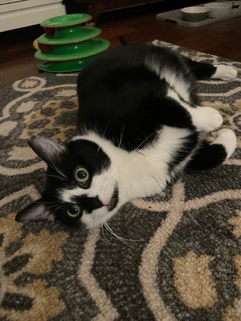 Larissa, a Adoptable Domestic Short Hair in Philadelphia, PA image 3/6