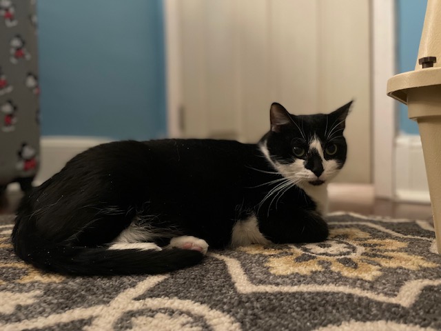 Larissa, a Adoptable Domestic Short Hair in Philadelphia, PA image 4/6