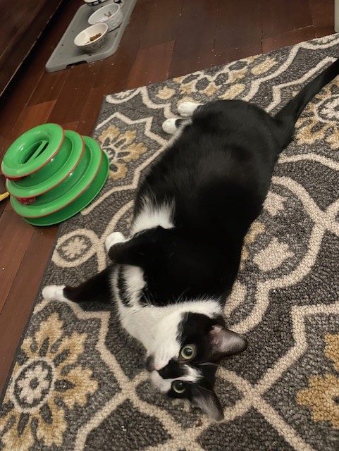 Larissa, a Adoptable Domestic Short Hair in Philadelphia, PA image 2/6