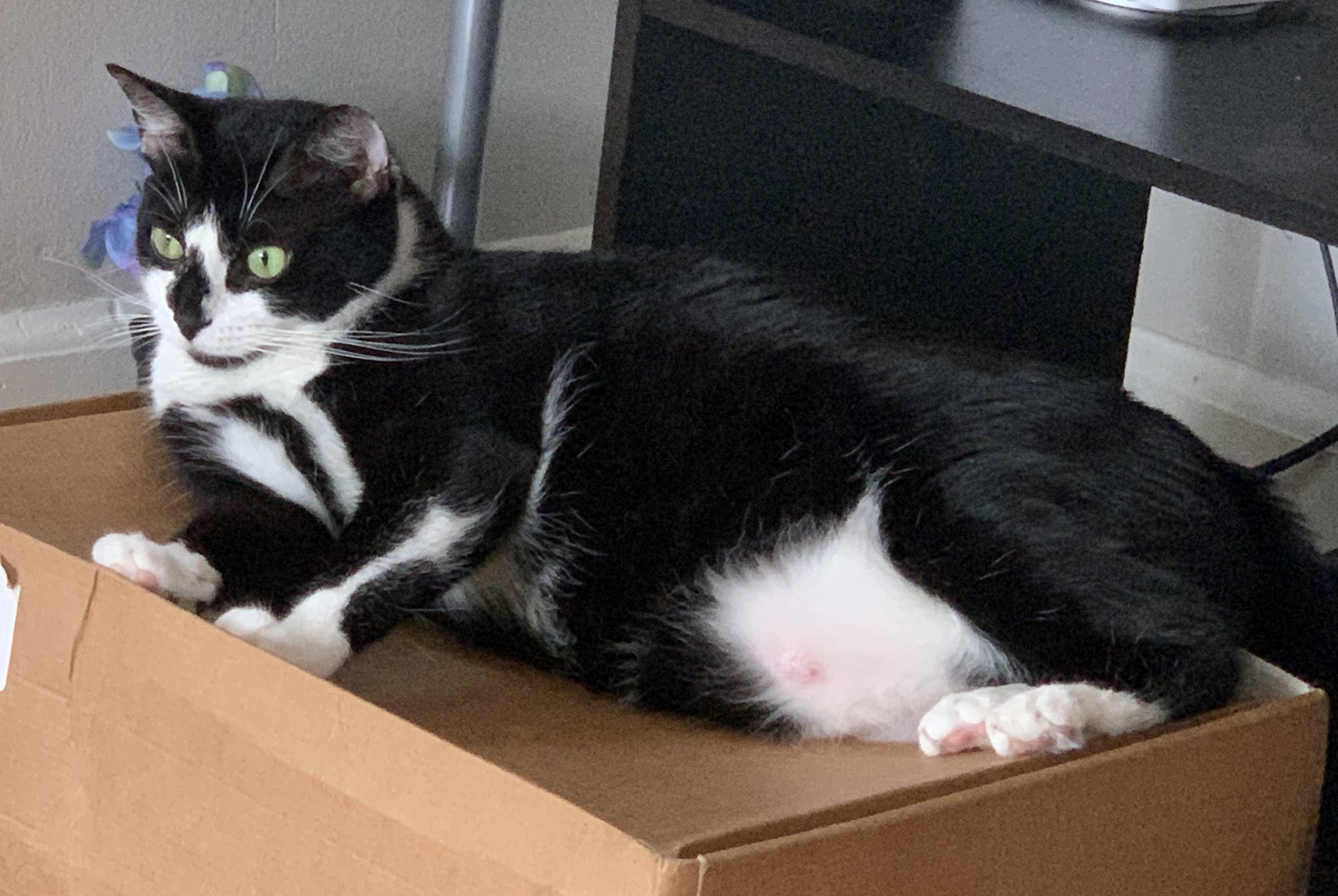 Larissa, a Adoptable Domestic Short Hair in Philadelphia, PA image 5/6