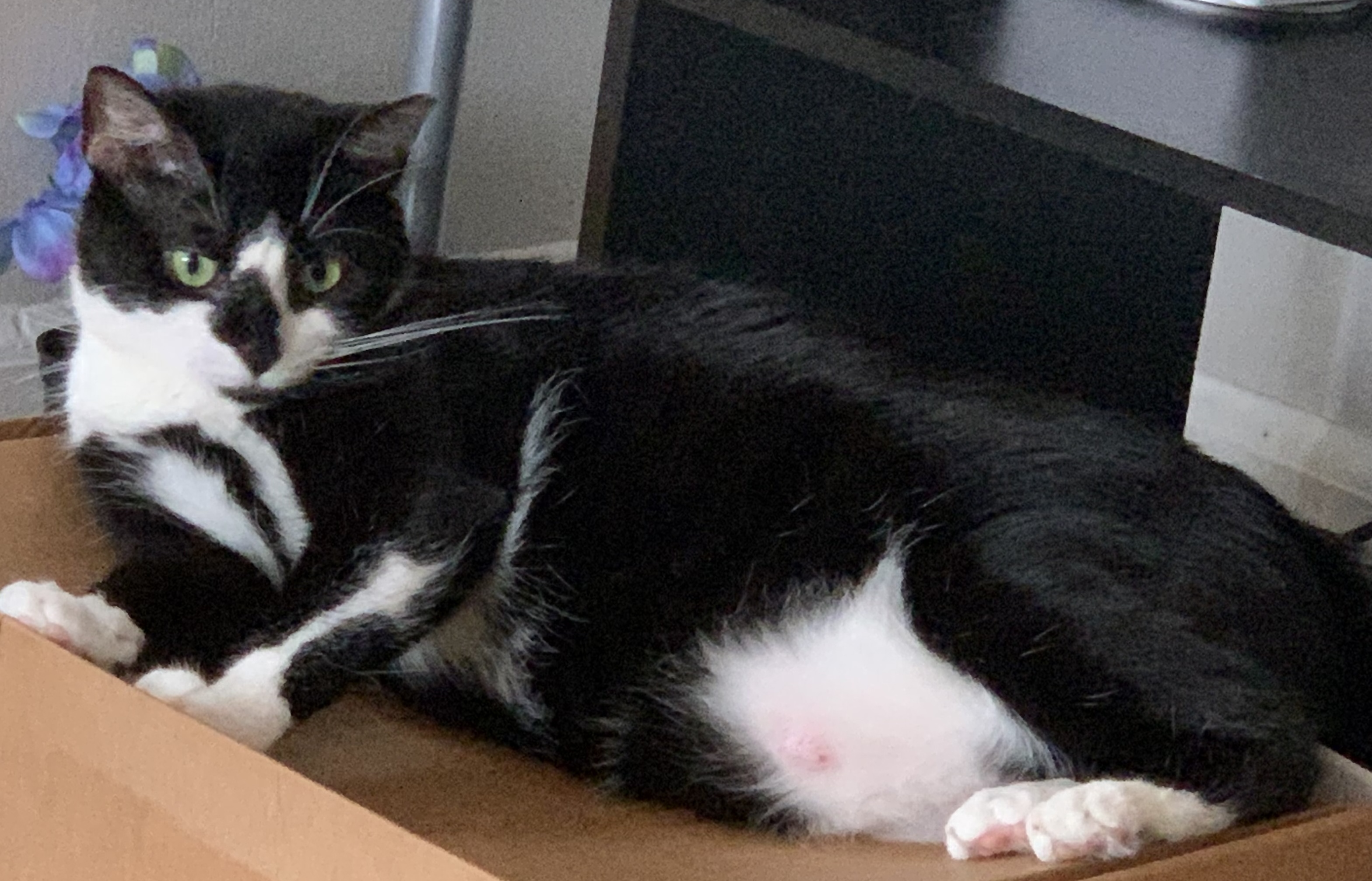 Larissa, a Adoptable Domestic Short Hair in Philadelphia, PA image 6/6