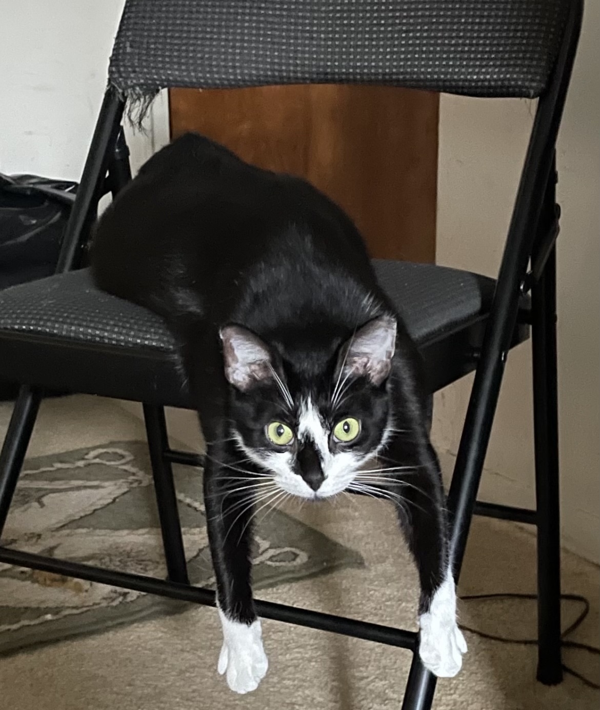 Larissa, Adoptable, Adult Female Domestic Short Hair.