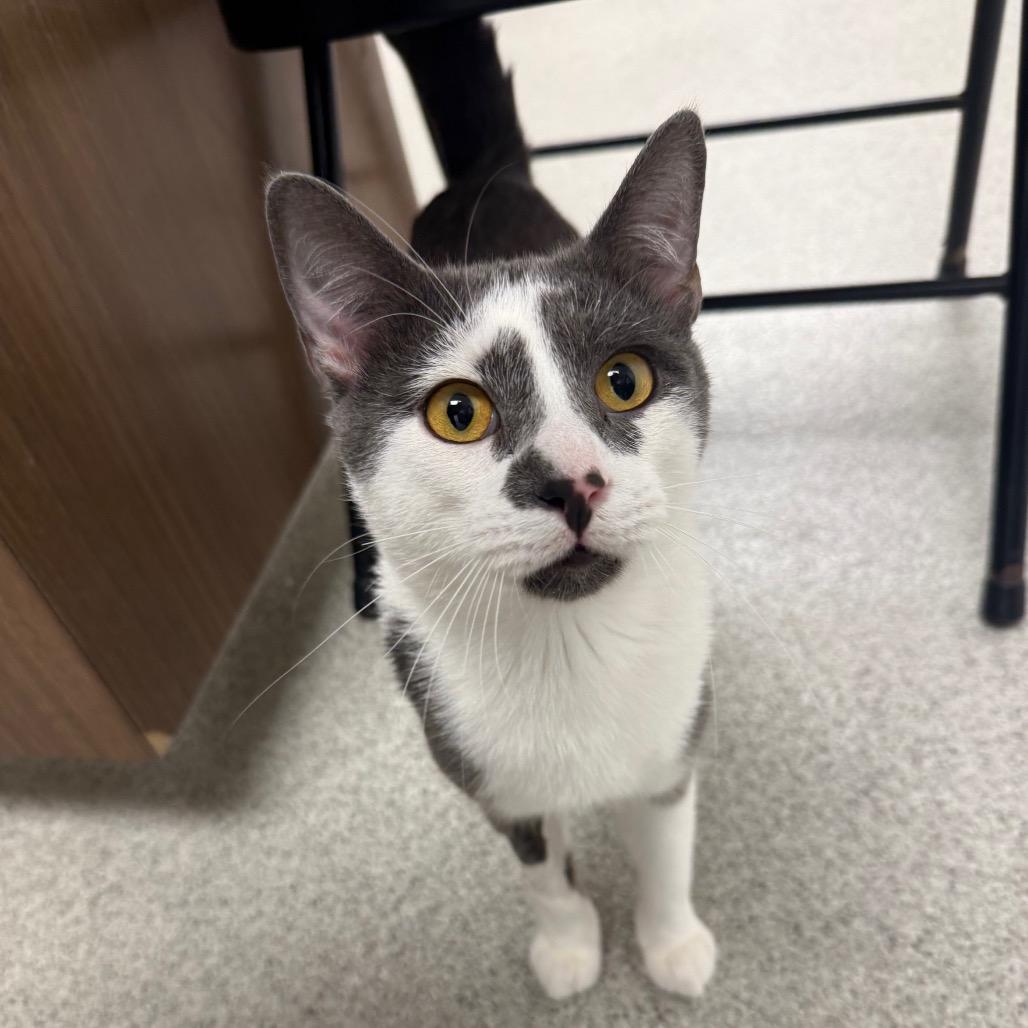 Enlarge Frederick James, a Adoptable Domestic Short Hair in Naperville, IL image 1/1