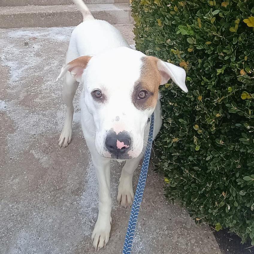 Von, a Adoptable mixed breed in Springfield, MO image 1/5