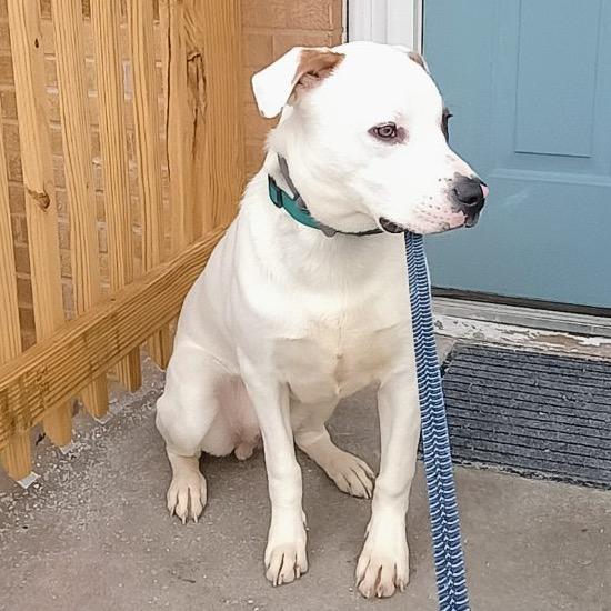 Von, a Adoptable mixed breed in Springfield, MO image 4/5