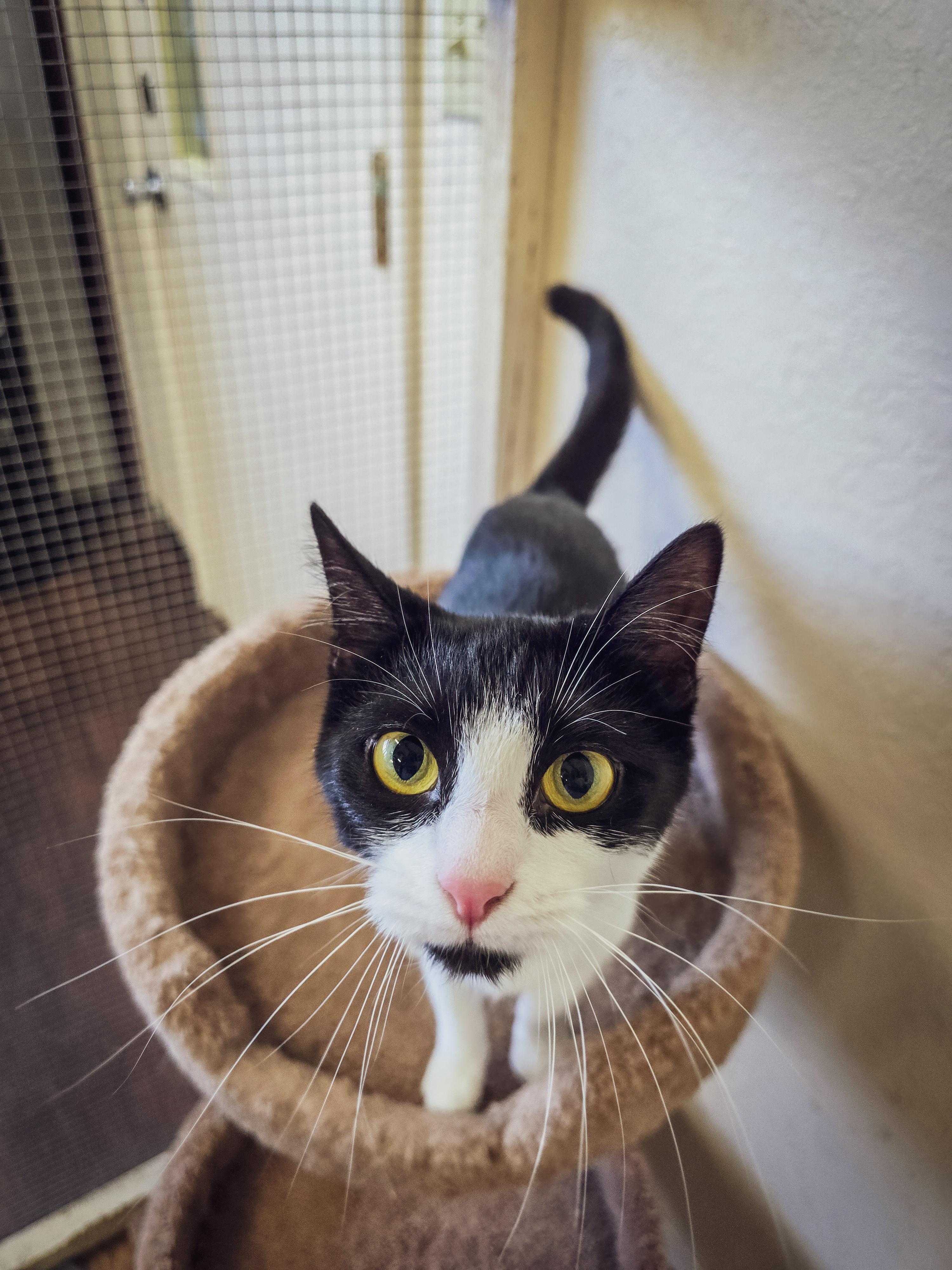 Midnight, an adoptable Domestic Short Hair in Prineville, OR, 97754 | Photo Image 1