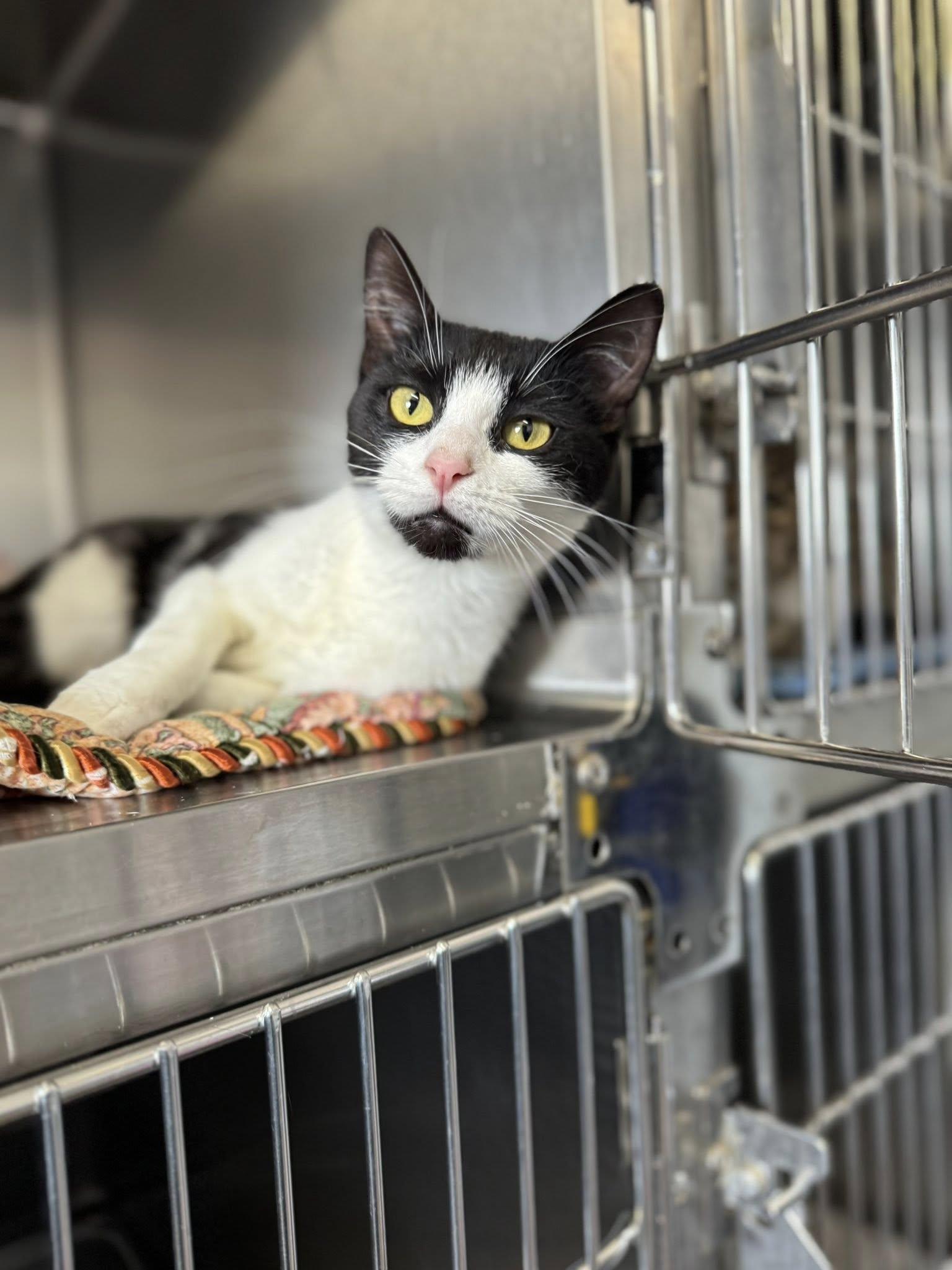 Midnight, an adoptable Domestic Short Hair in Prineville, OR, 97754 | Photo Image 2