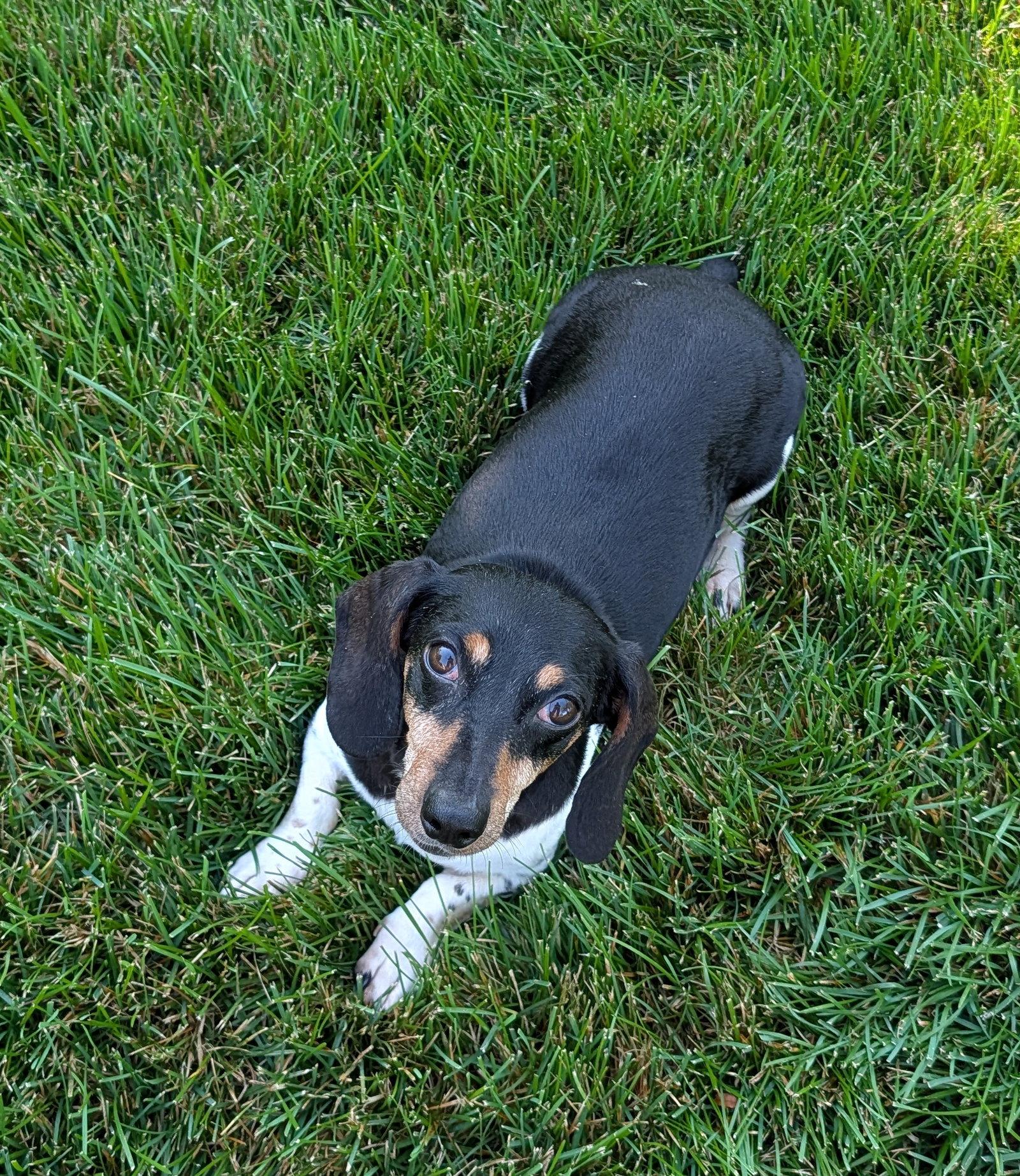 Enlarge Olivia, a Adoptable Dachshund in Sioux Falls, SD image 1/2
