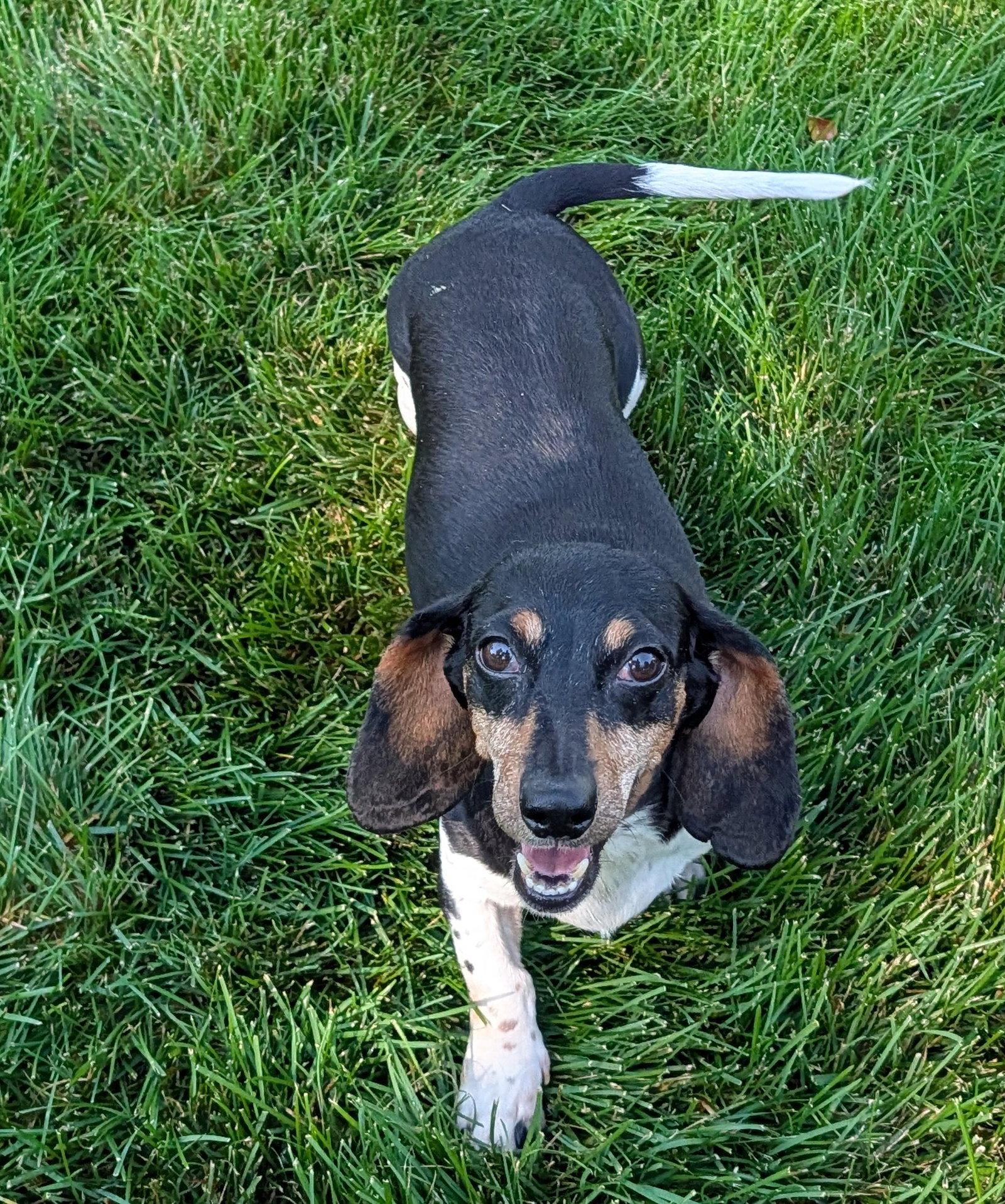 Enlarge Olivia, a Adoptable Dachshund in Sioux Falls, SD image 2/2