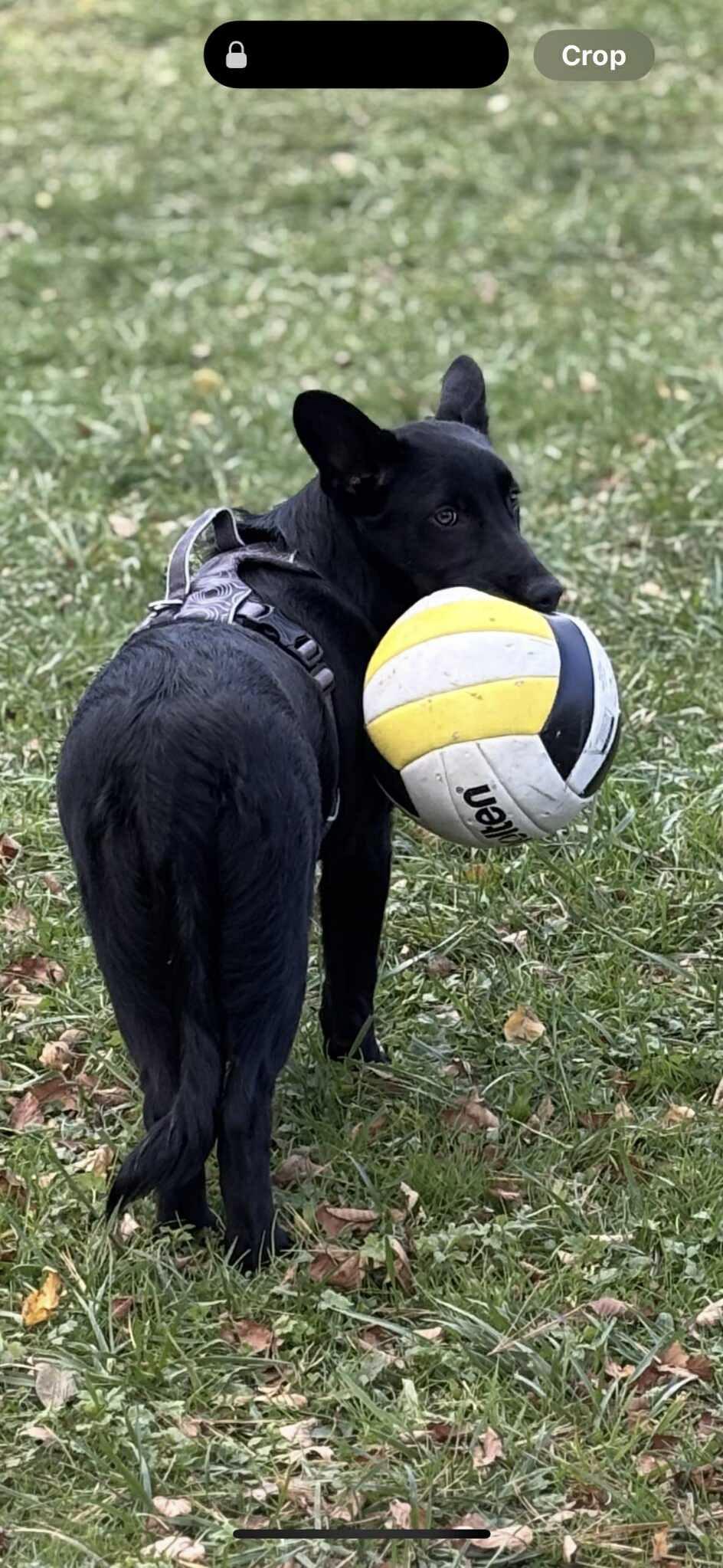 Fitz, Adoptable, Young Male Belgian Shepherd / Malinois & Border Collie.