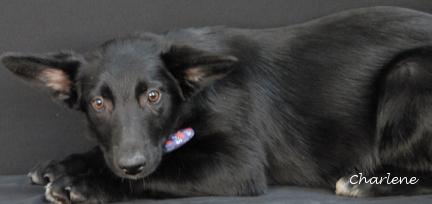 Fitz, a Adoptable mixed breed in Newland, NC image 5/5