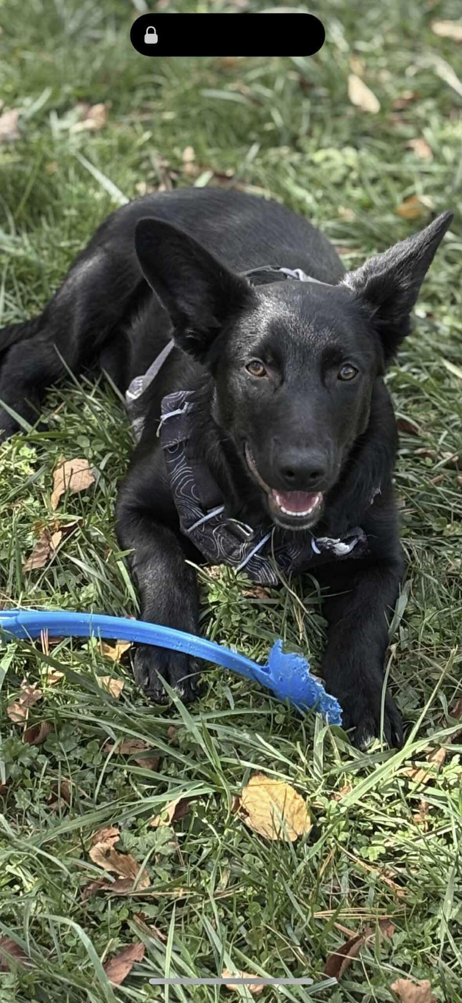 Fitz, a Adoptable mixed breed in Newland, NC image 4/5