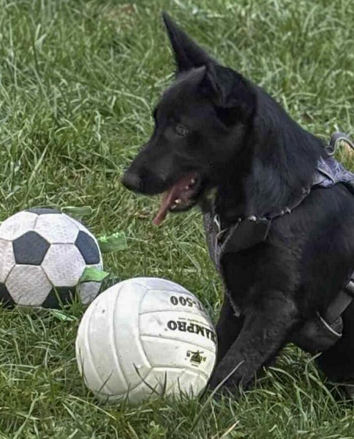 Fitz, a Adoptable mixed breed in Newland, NC image 3/5