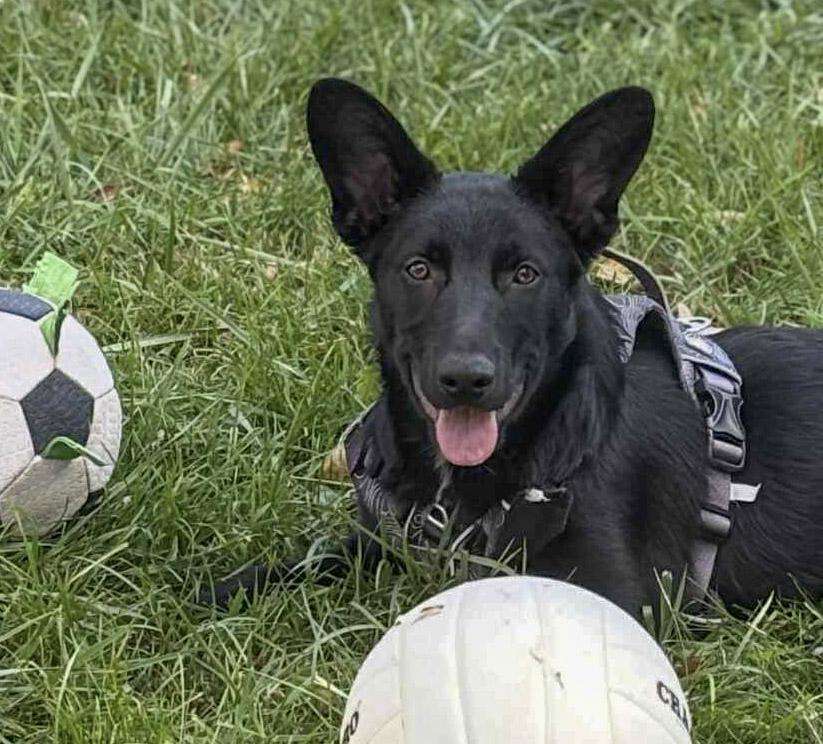 Fitz, a Adoptable mixed breed in Newland, NC image 1/5