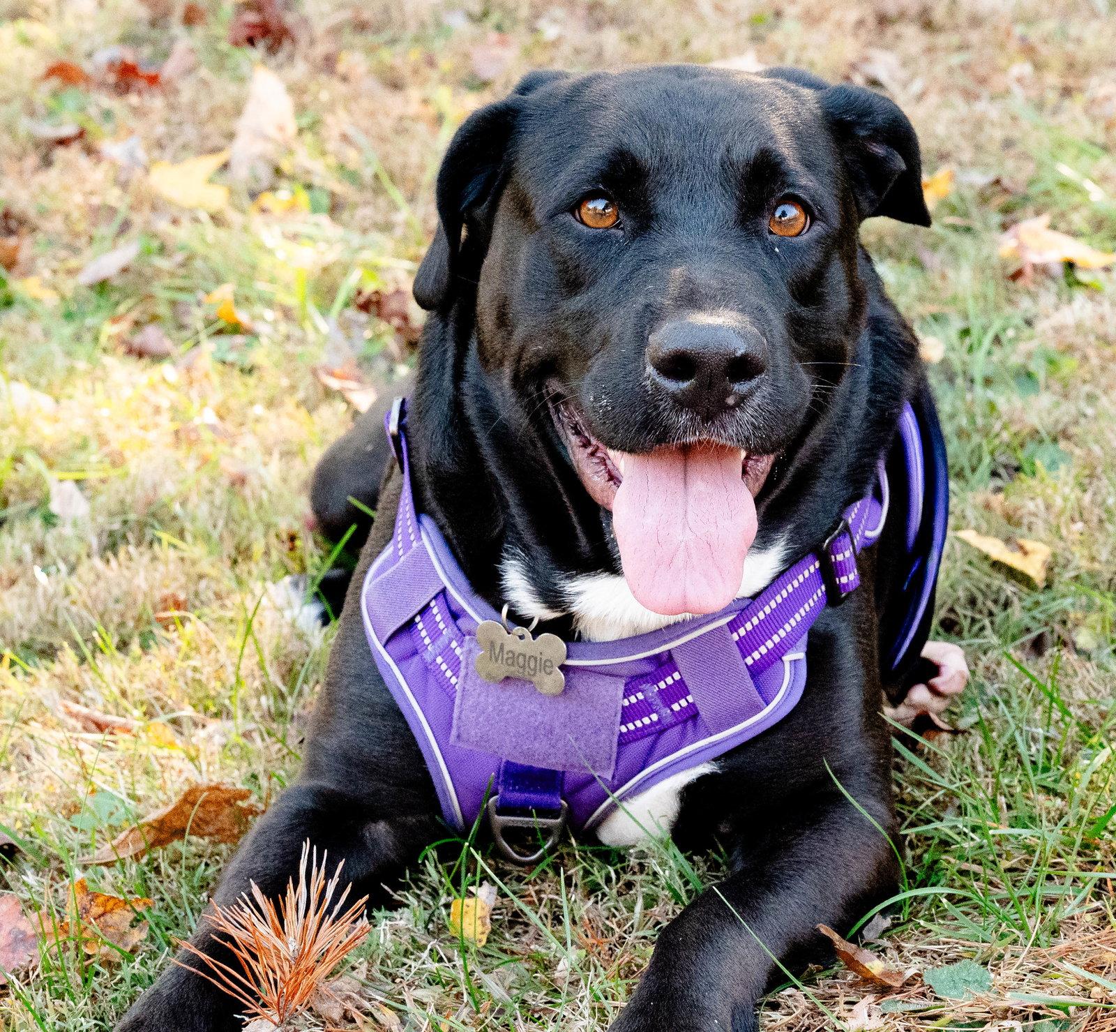 Enlarge Maggie, a Adoptable Labrador Retriever in Blairsville, GA image 1/3