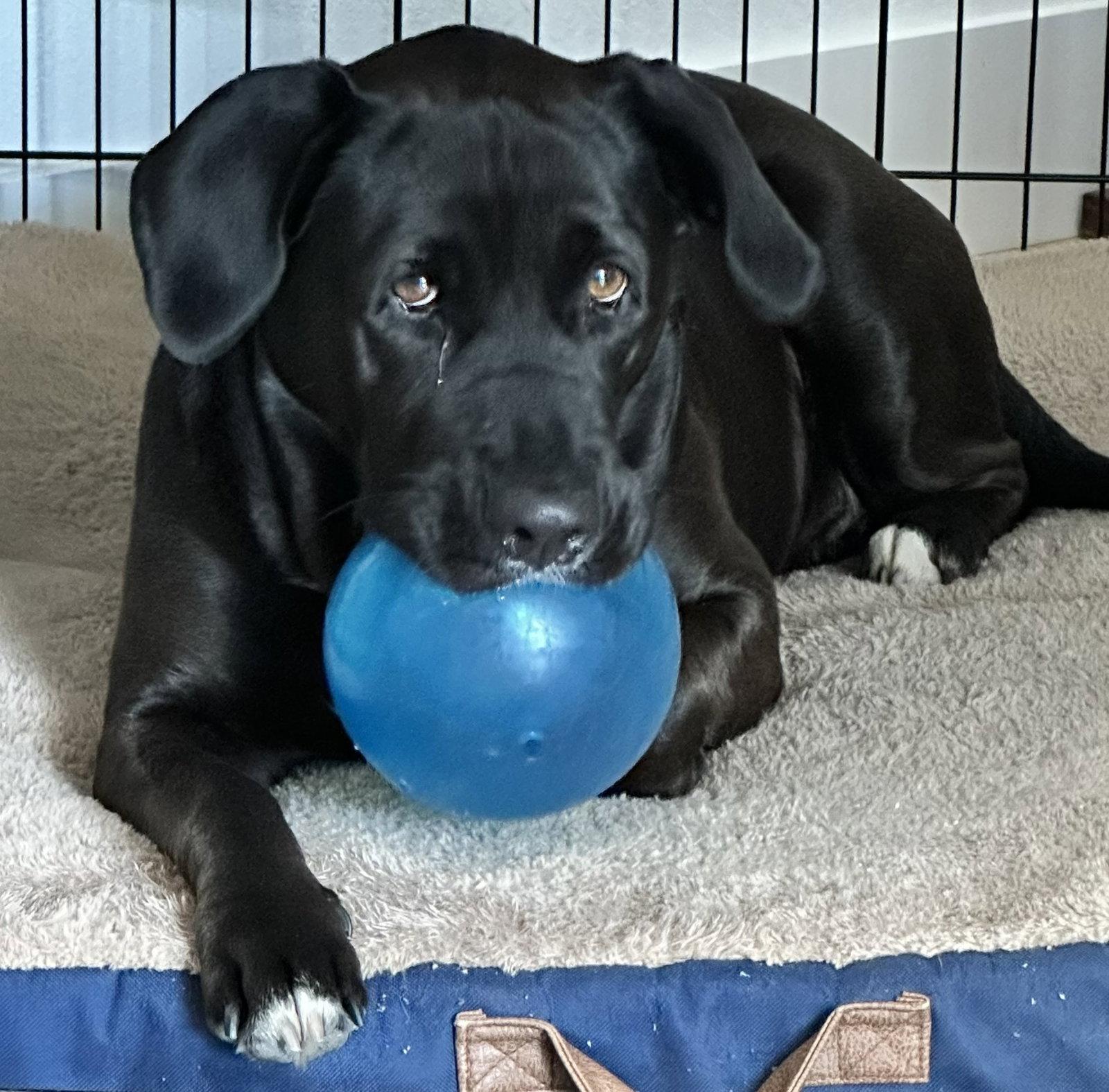 Enlarge Maggie, a Adoptable Labrador Retriever in Blairsville, GA image 3/3