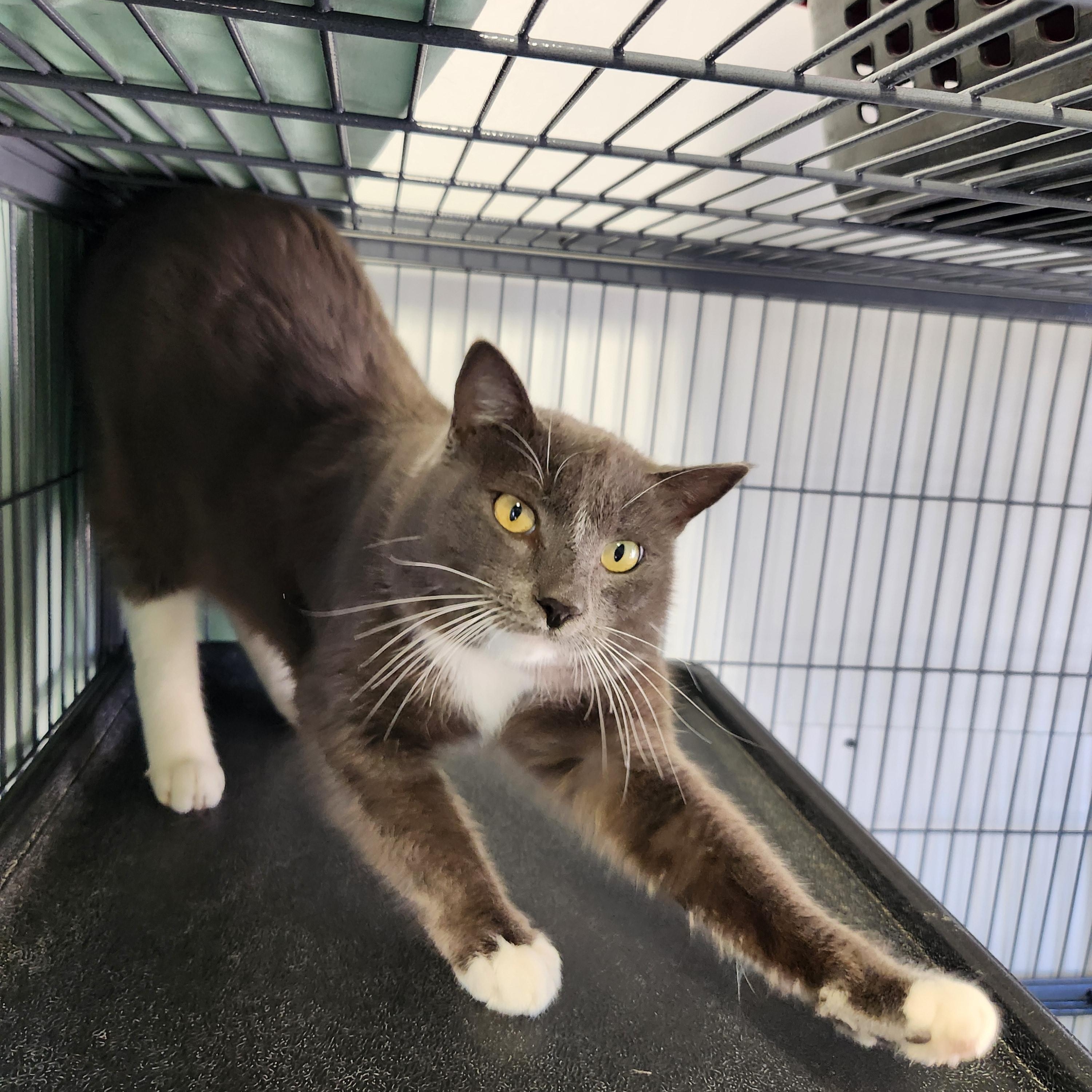 Earle Grey, ADOPTABLE, Adult Male Domestic Short Hair.