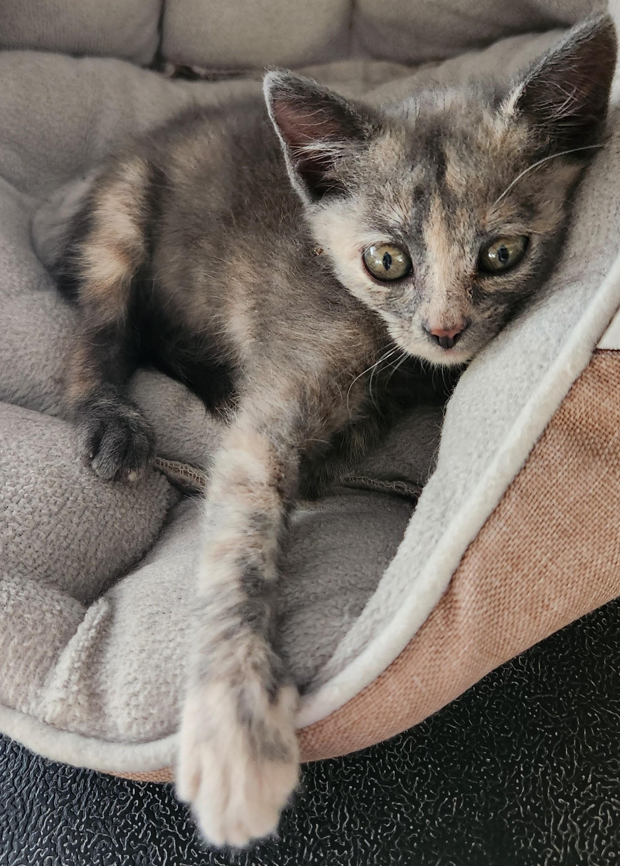 Enlarge Earle Grey, a ADOPTABLE Domestic Short Hair in Yarnell, AZ image 2/2