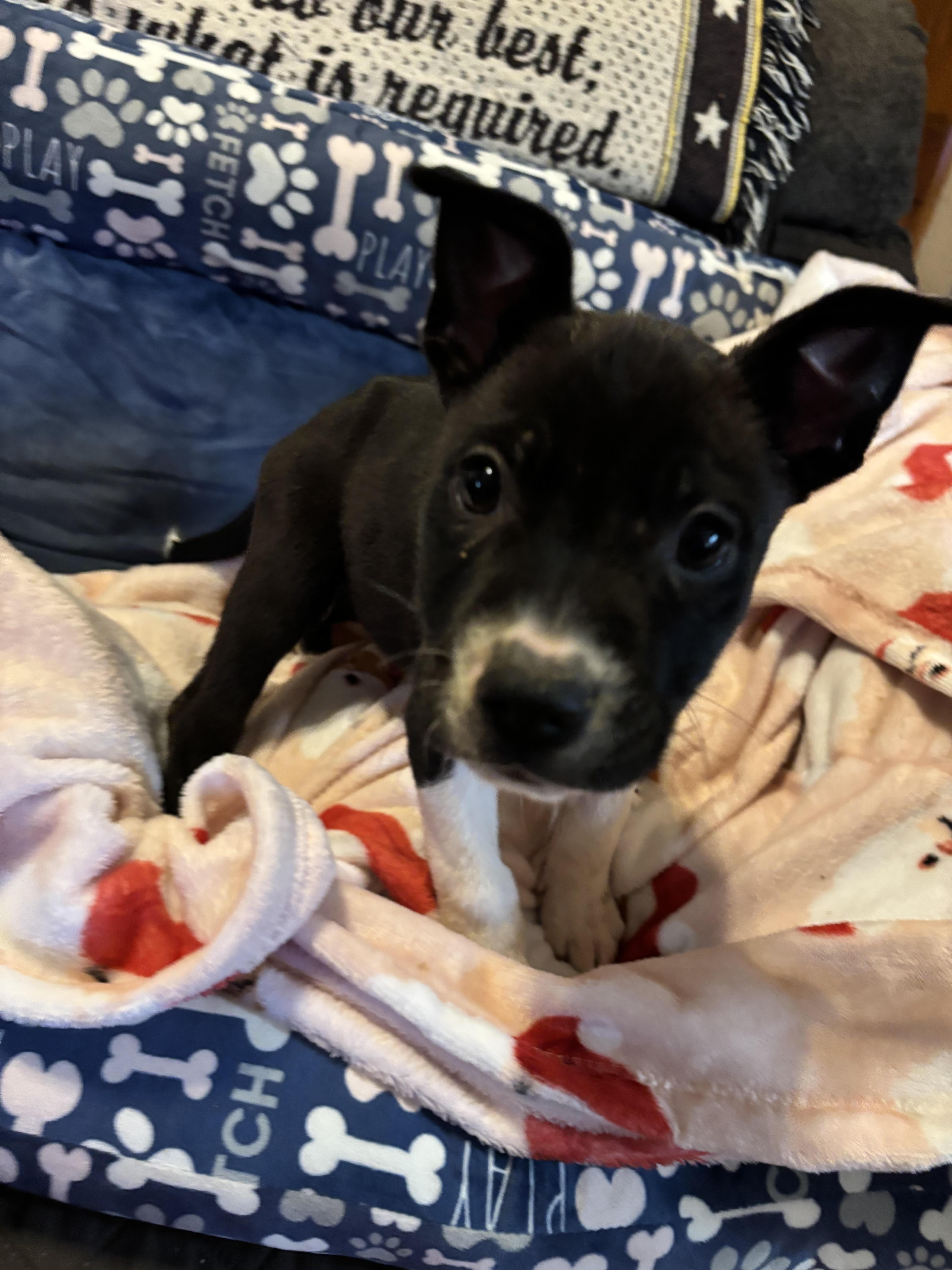 Mac, Adoptable, Puppy Female Black Labrador Retriever.